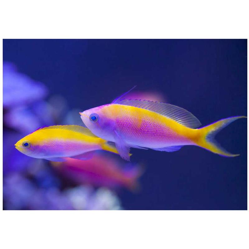 Regina Violet (Pseudanthias tuka) - imagine 4